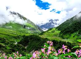 blue sky pink flowers greenery